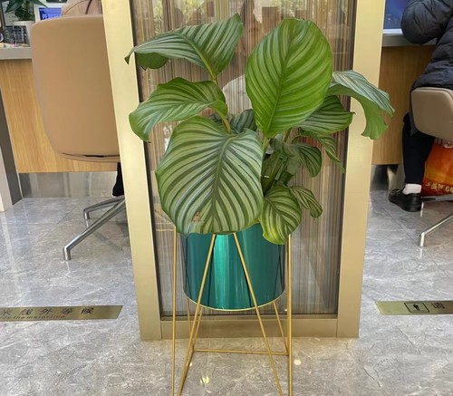 绿植花卉租赁