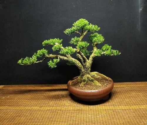 绿植花卉租赁