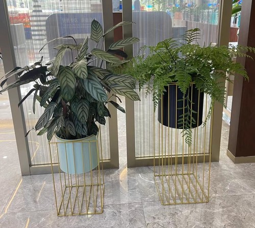 绿植花卉租赁